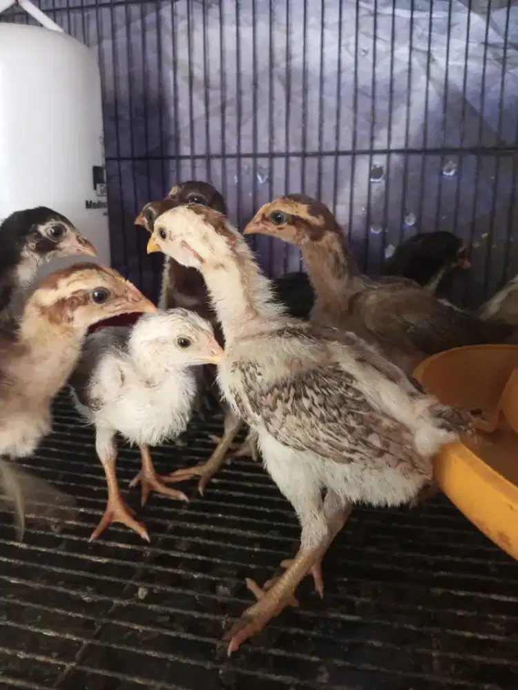 Anak ayam bangkok mangon