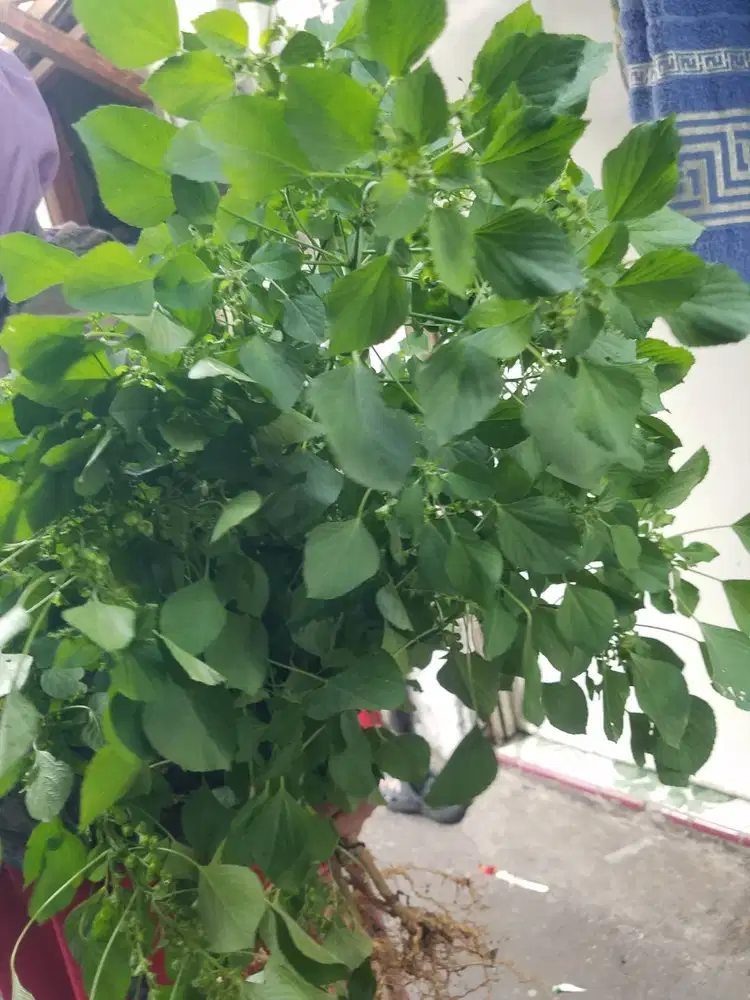 Saya Sedang Mencari Jobs Freelance Kasir,waitress,admin,event