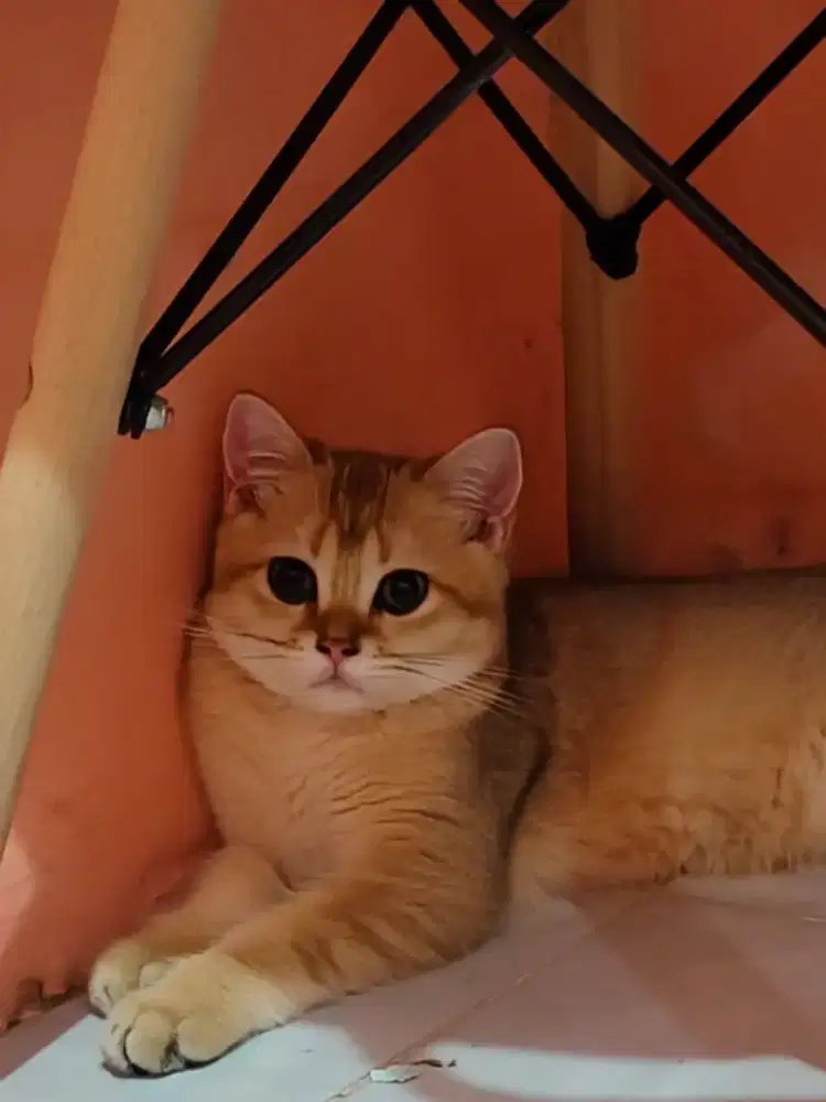 Kitten British Short Hair Golden