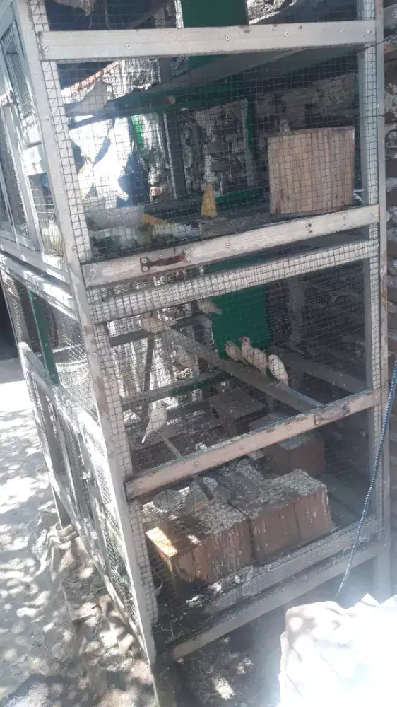 Di  jual burung glatik putih