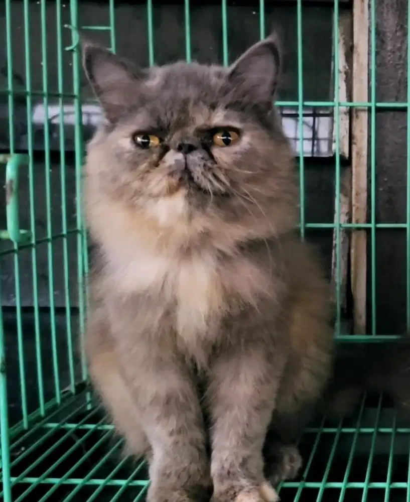 Kucing ras persia peacnose extream