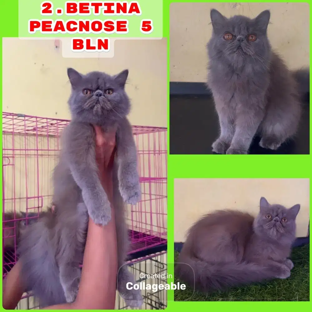 Kucing persia peacnose betina 5 bln