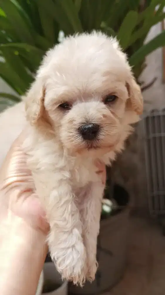 anakan poodle jantan