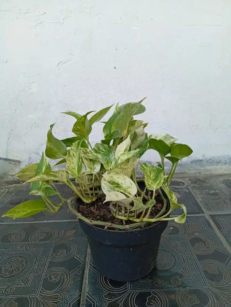 tanaman sirih gading