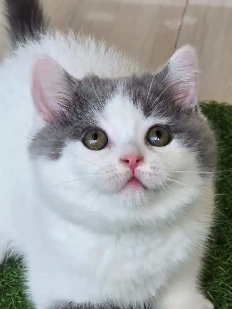 Kucing british shorthair bsh british shorthair