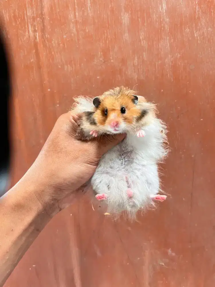 Hamster syirian varian, Longhair.