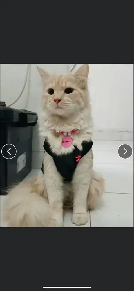 Kucing persmed betina