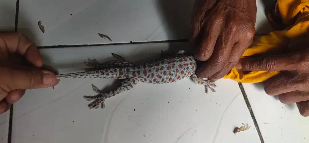 Jual Borongan 2 Ekor Tokek Rumahan Pjg 30Cm dan 33Cm