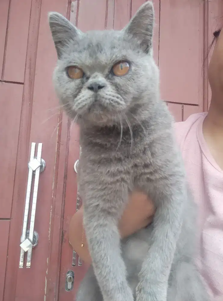kucing Bsh blue solid