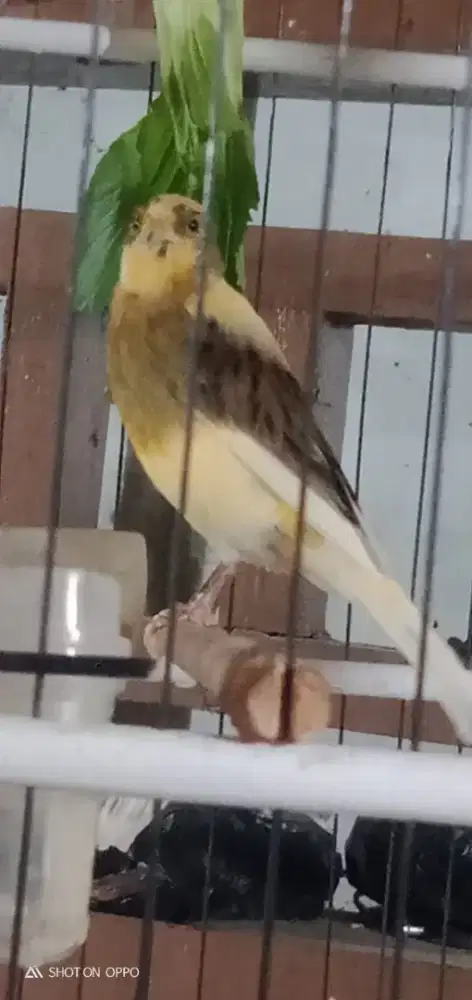 AF gacor dor body big