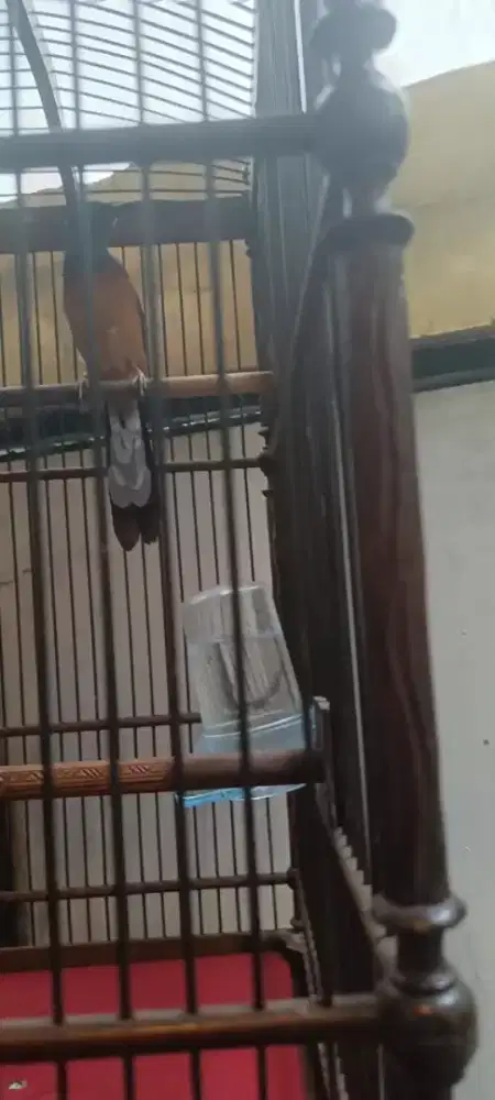 Burung Murai Betina Full set istimewa