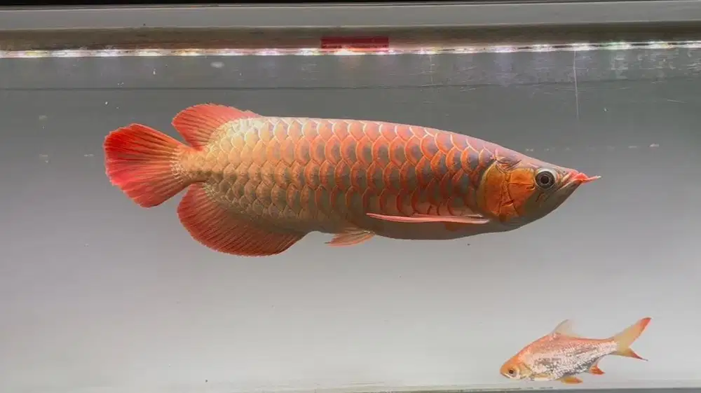 Ikan Arwana SR Super Red 45cm