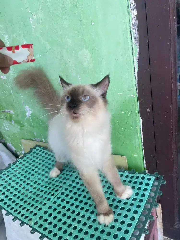 Kucing himalaya betina