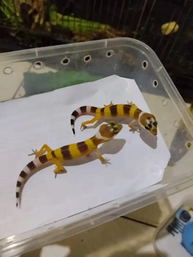 2 ekor baby gecko