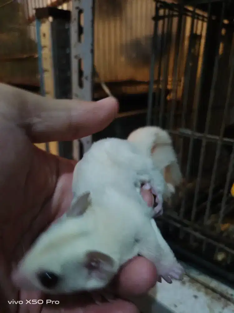 jual sugar glider cremino jantan