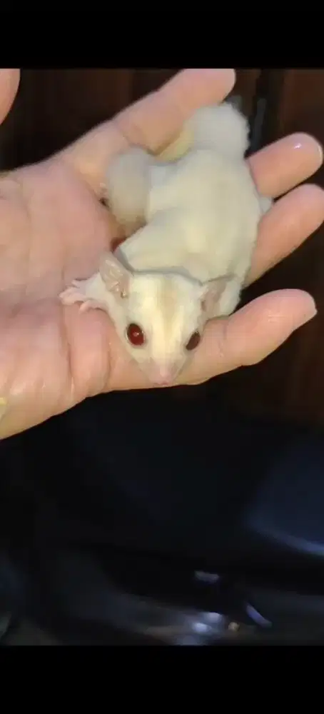 jual sugar glider cremino betina
