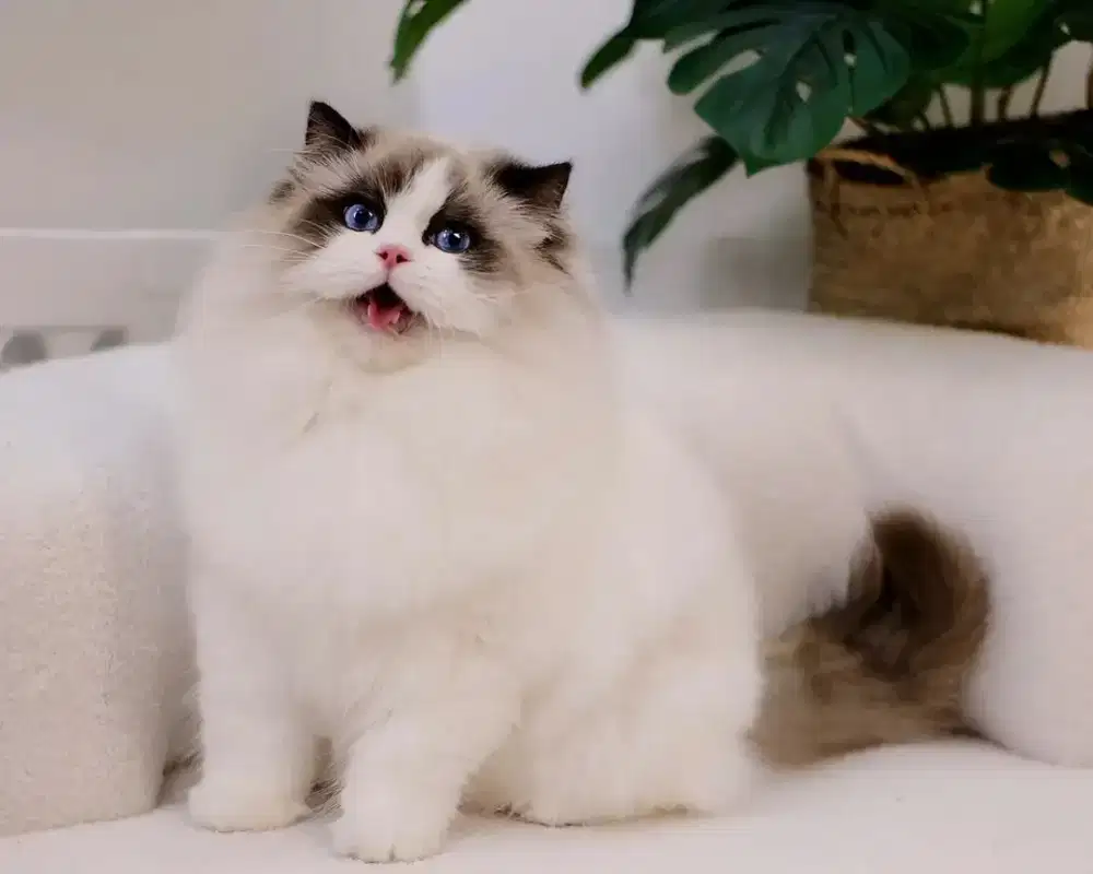 Ragdol import cina female 10 bulan