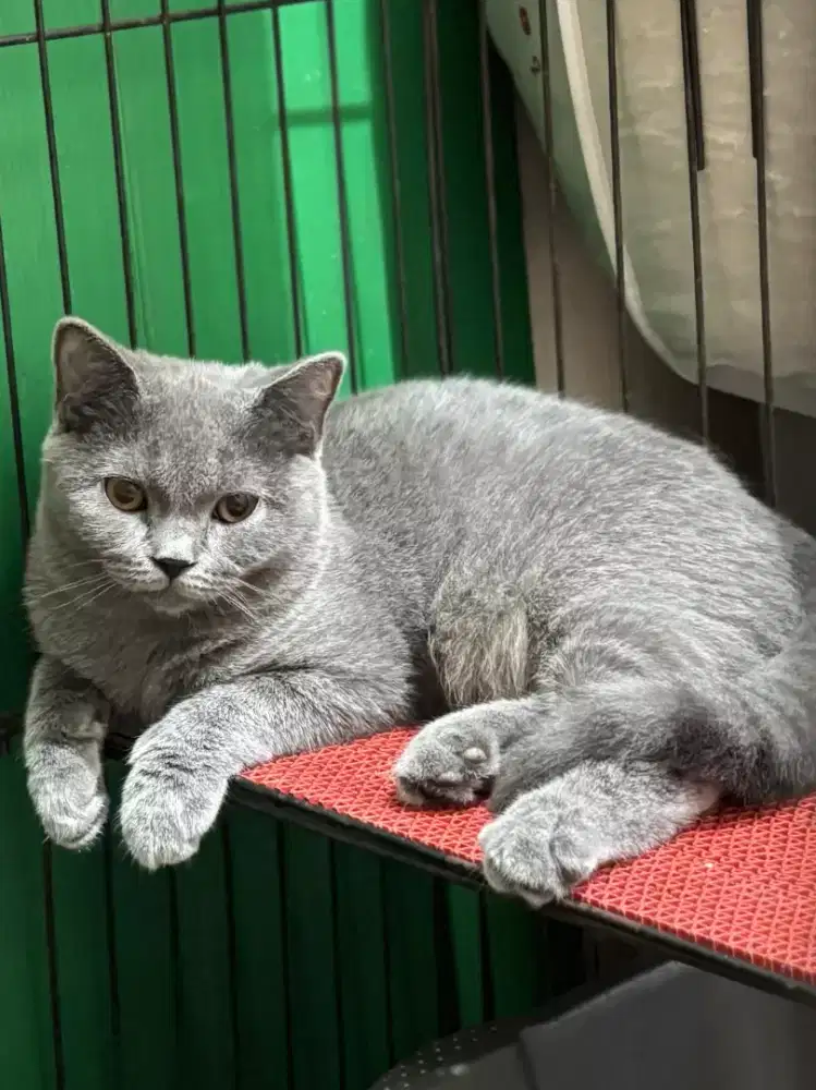 Kucing kitten british shorthair jakarta selatan