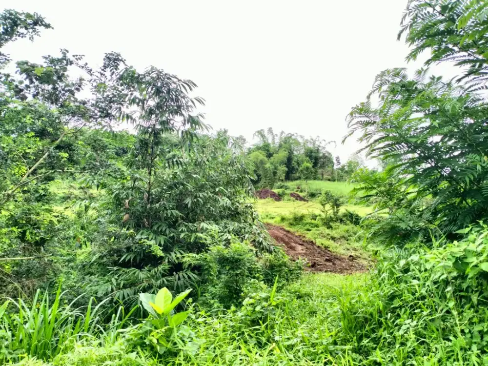 Jedong Legalitas Aman Tanah Murah 100 Juta