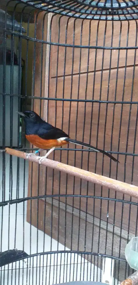 Murai batu jantan mapan