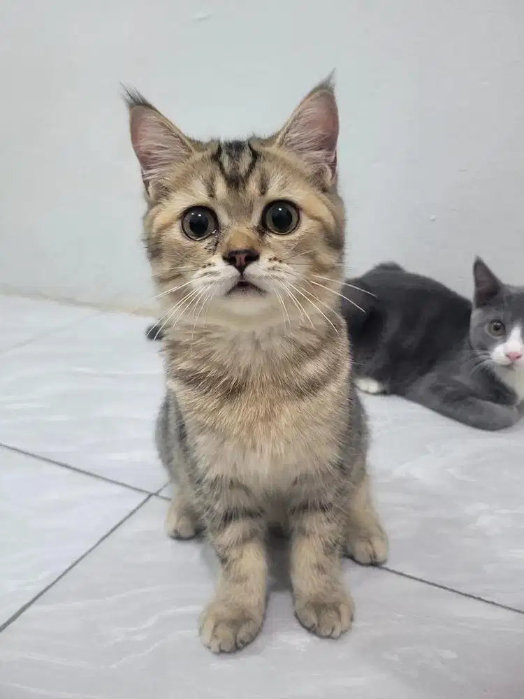 kucing brittish shorthair golden ny25 murah