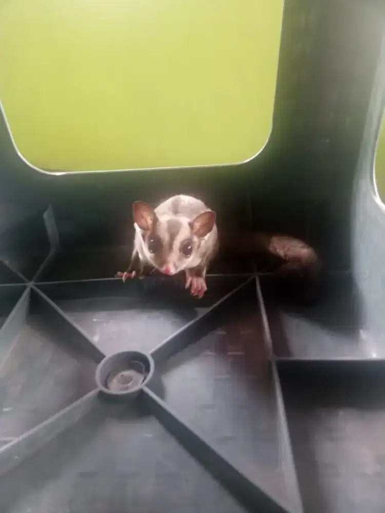 Sugar Glider Tipe Classic Grey