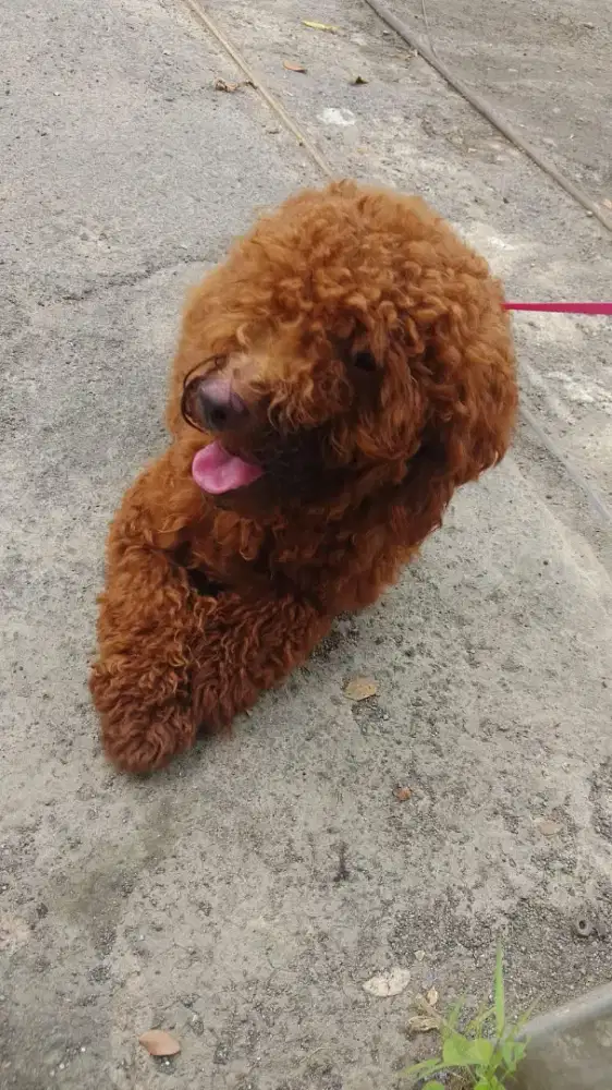 Anjing red poodle betina