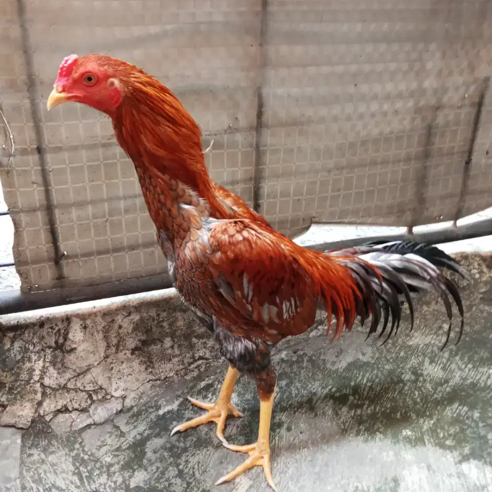 Ayam bangkok pakhoy