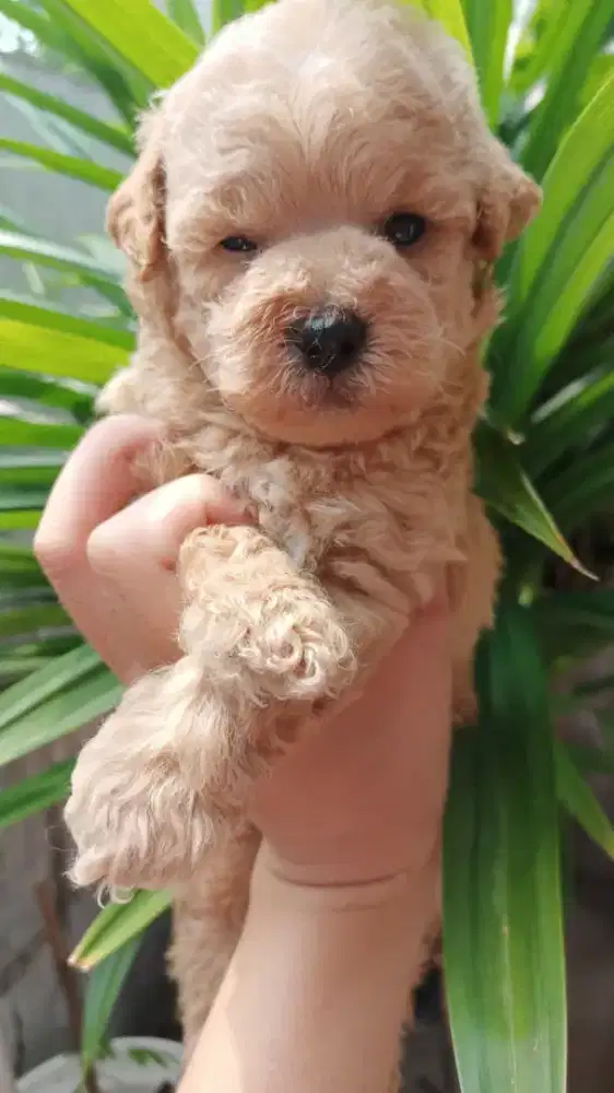 anakan poodle jantan