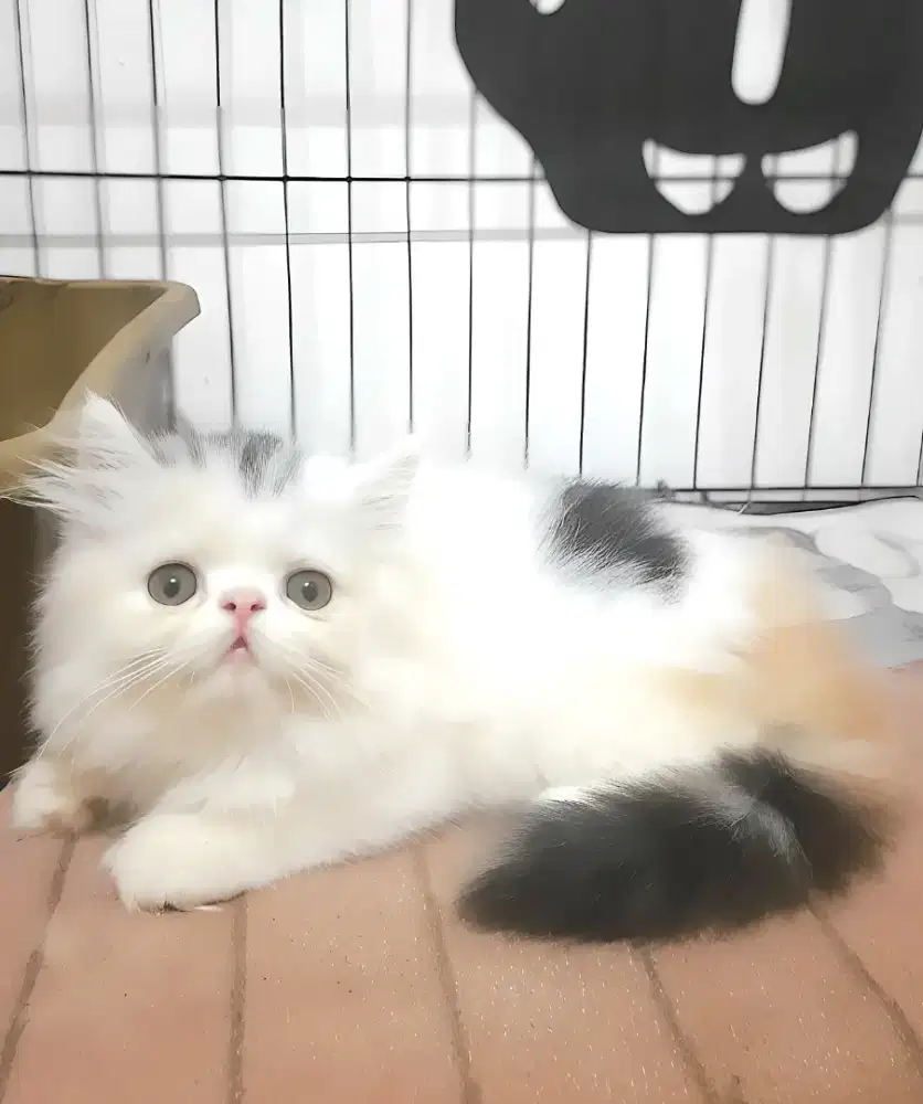 Persia Peaknose Betina