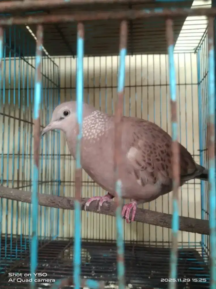 Tekukur kuk 2 leopard merah udah gacor