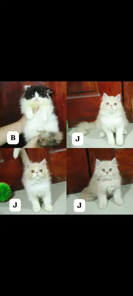 kucing kitten anak persia anggora ragdoll himalaya maknecoon