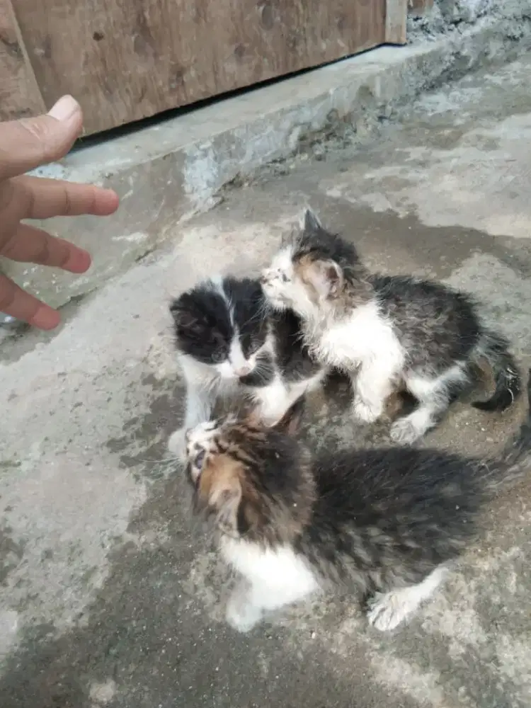 Open adopt kitten mix