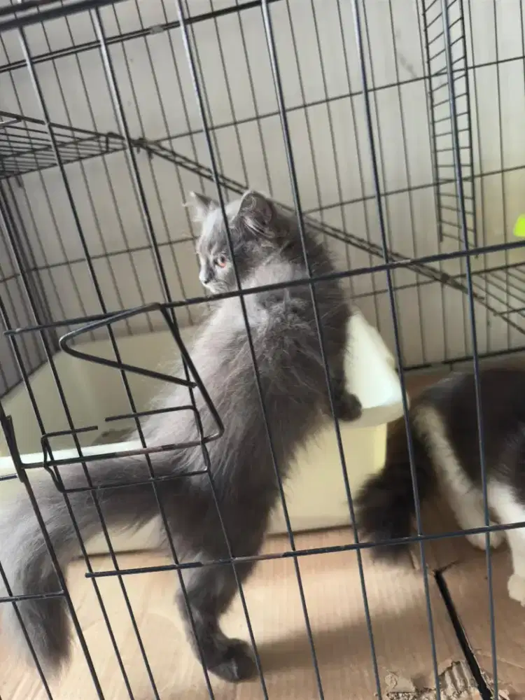 urgent mau pulkam kitten betina usia 2.5 bulan