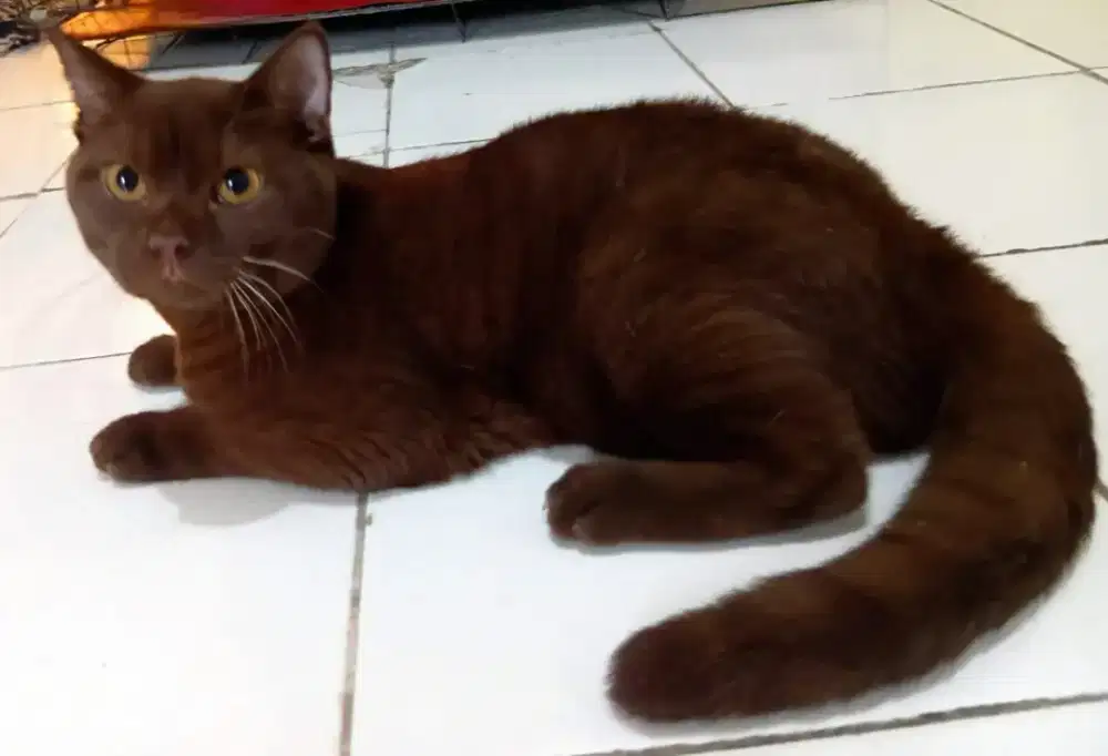 BSH british shorthair pure warna choco jantan usia 10bulan