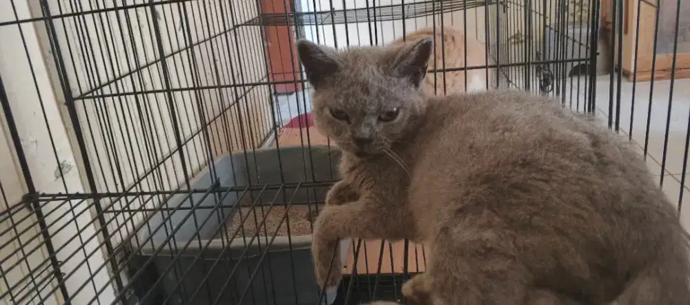 BSH mix jantan 4,5bln