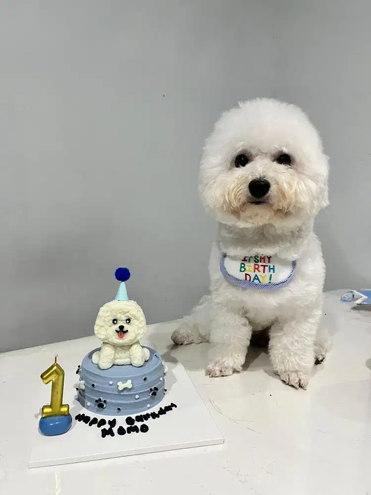 Open Adopt Mini Bichon Jantan