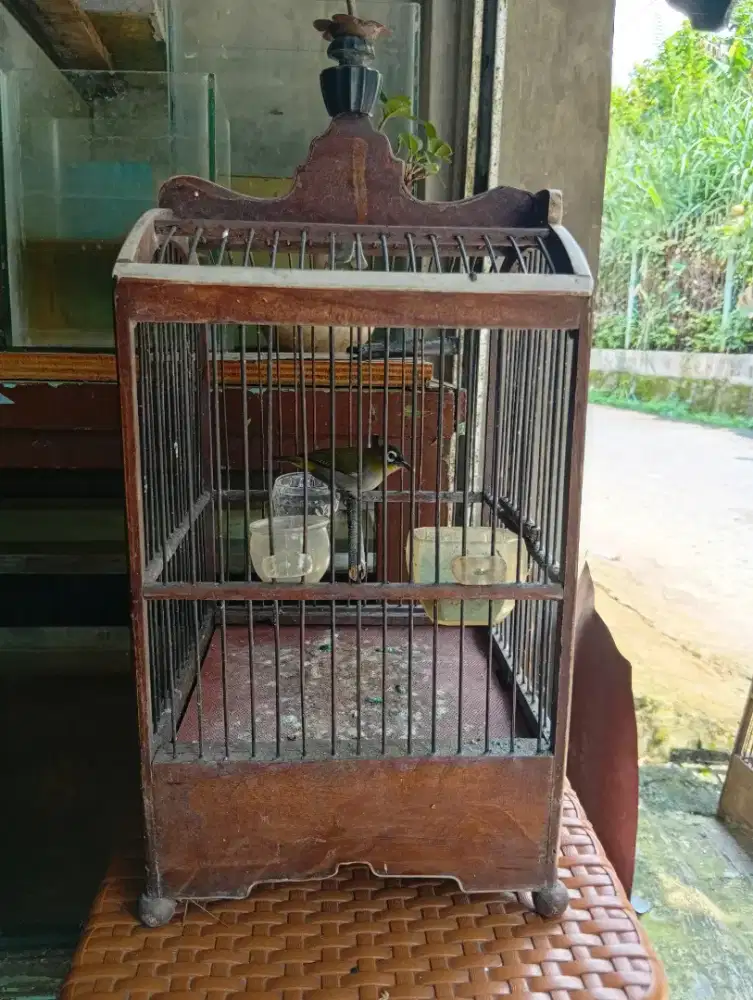 Burung kebon gacor