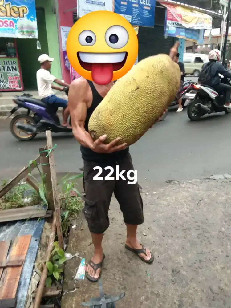 Cempedak Madu matang pohon manis akami