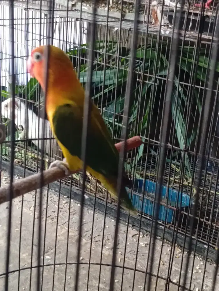 Burung lokbet biola dewasa rajin bunyi