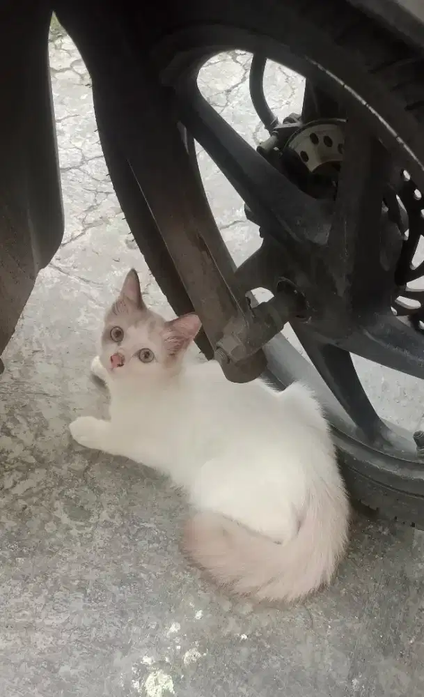 Kitten Persia betina 3 bulan