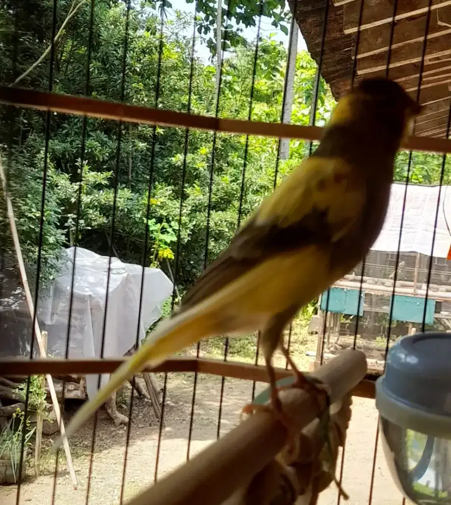 Kenari afsf losring lima bulanan