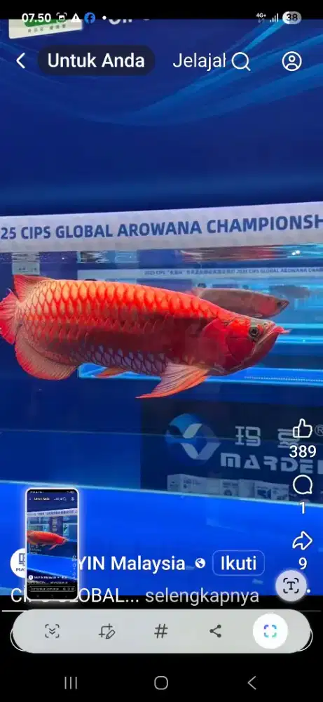 Arwana SR anatomi langka (colector)