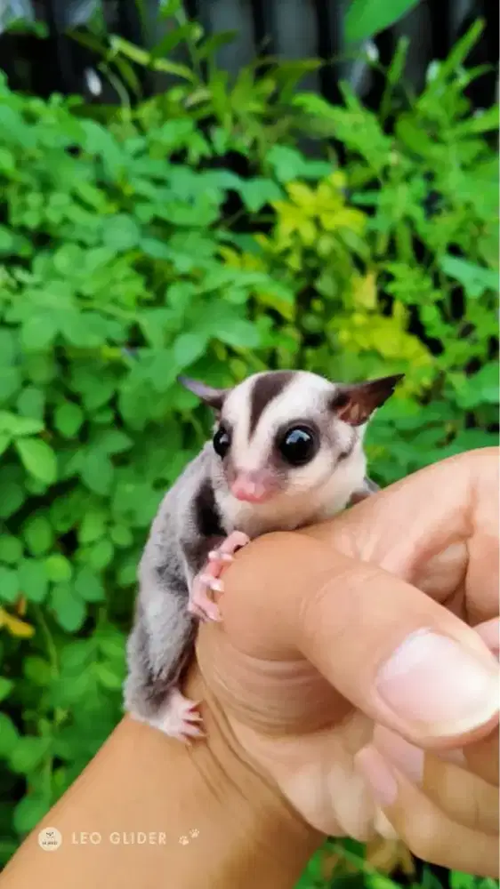 Sugar Glider Classic Grey