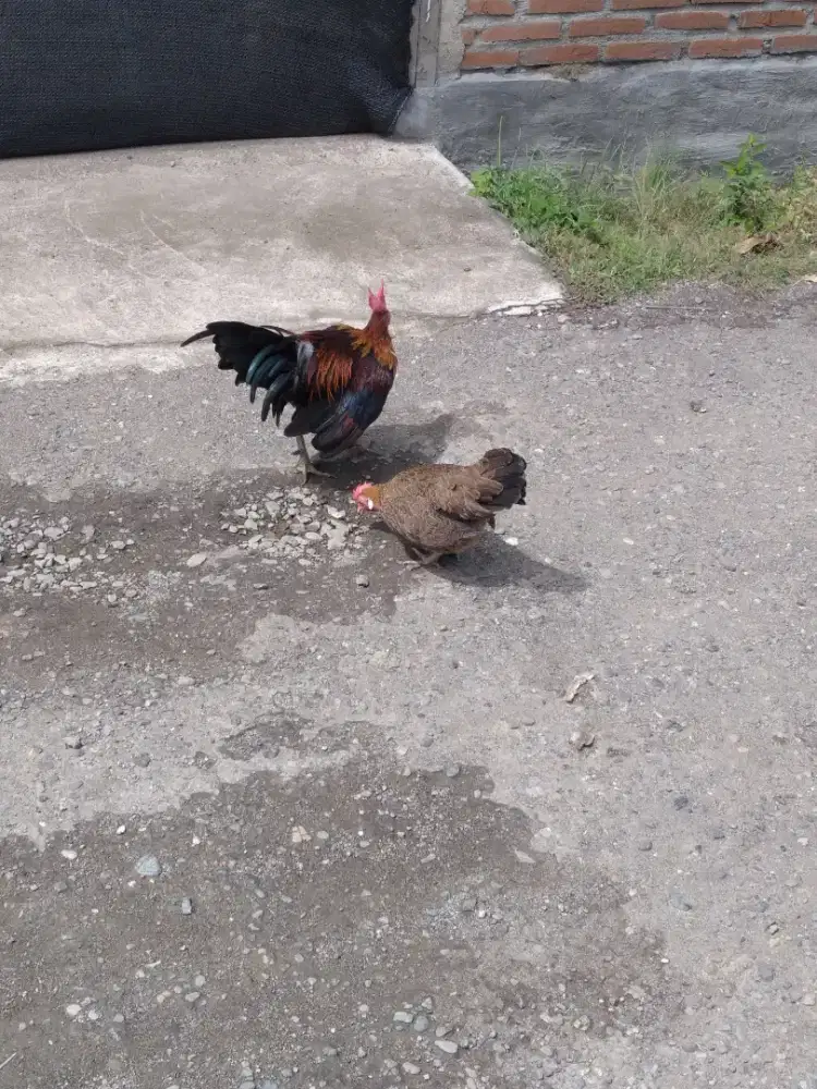 Sepasang ayam hutan