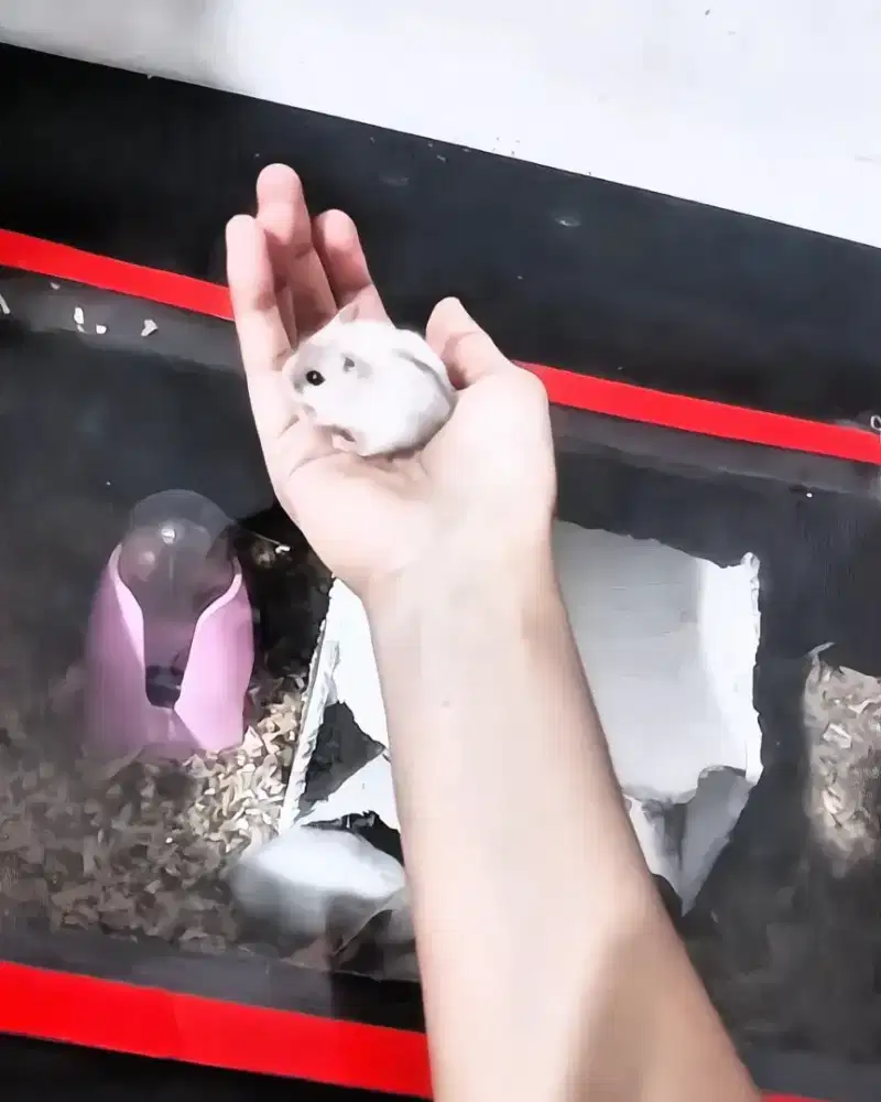 Anakan Hamster Winter White