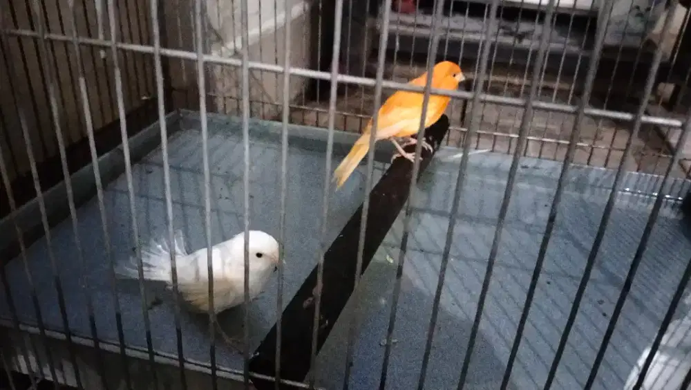 sepasang Kenari Paud