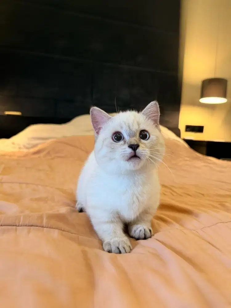 kucing munchkin