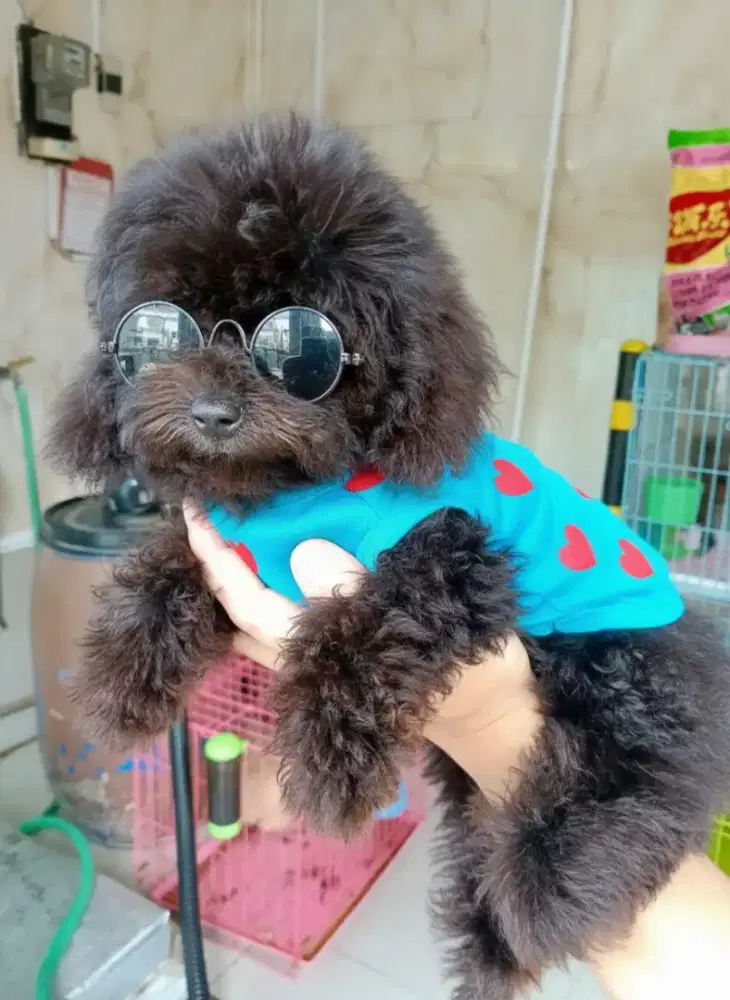 Toy poodle jantan black