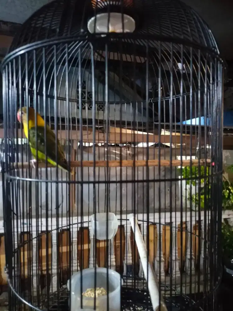 Burung lovebird oliv burja